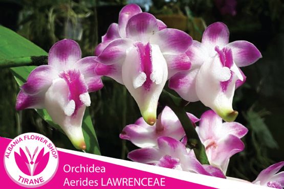 Lule Orchidea Aerides LAWRENCEAE nga Albania Flower Shop Tiranë